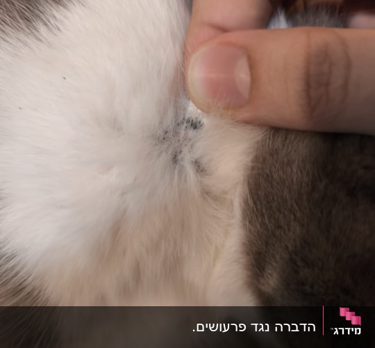 פרווה של חיה עם נקודות שחורות קטנות